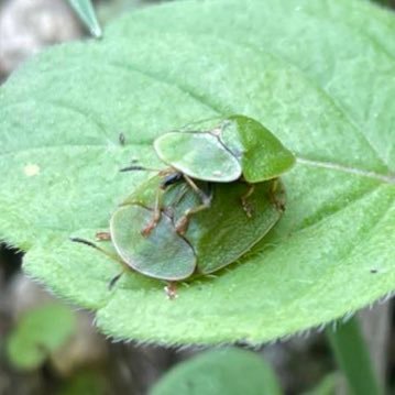 修士1年｜進化生態学｜ハムシ