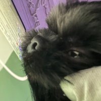 Someguy6 (@someguy611) 's Twitter Profile