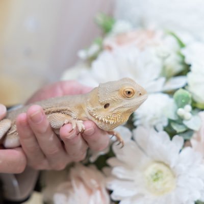 芸能系の仕事の傍らで動物関係の仕事をしてます🦉爬虫類から小動物まで色々います。夫婦で100匹の動物たちと暮らしています☺️無言フォロー失礼します💦仲良くしてくれたら嬉しいです🦄💞ネズミとフトアゴが特に好き🥰馬も好き😘