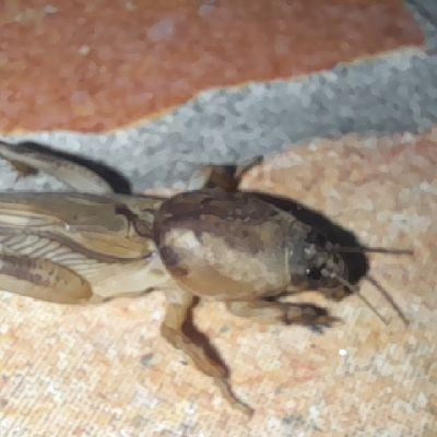 GayWrinkly's profile picture. he/him