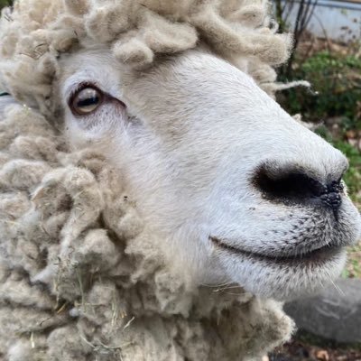 Gino_in_Red's profile picture. 