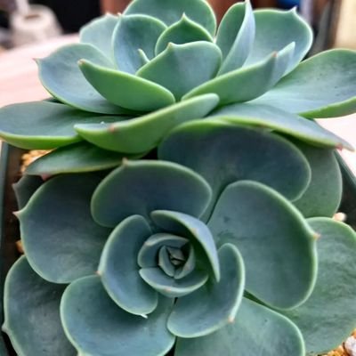 ガーデニングからの流れで多肉植物が好きになり今年で4年目になります
多肉植物好きさん、大歓迎です〜♫
趣味は
#ガーデニング
ムチムチ大好き
#多肉植物
最近感心有るのは
#キャンプ
根っからの
#車好き
時々
#空を見上げる
基本性格
#楽観的
所属
#介護福祉士