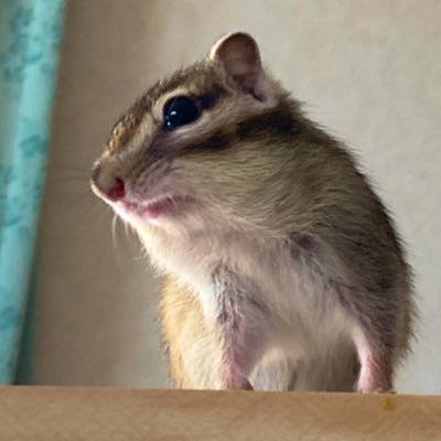 シマリス♂を2023/4/16にお迎え。🐿️LOVE垢。地元北海道で家庭菜園と手作り発酵食品を頑張ってます。新生活をかわいい天使とともに💕