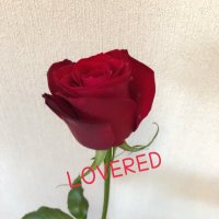 ありか♥️LOVERED(@ari_yu_ka81) 's Twitter Profile Photo