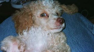 An Apricot Poodle, Demanding, High Maintenance.Lived and loved life to the fullest. Departed to heaven 18 November 2013