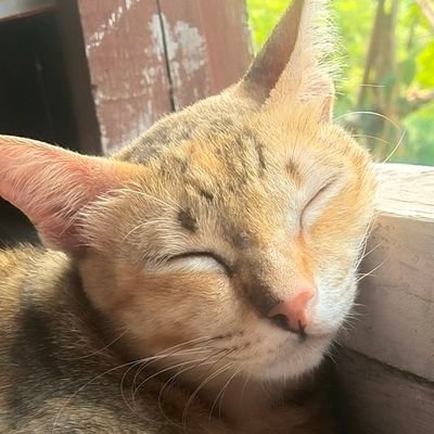 CHronllte's profile picture. เป็นสายวาดที่ชอบอัพงานตามอารมณ์😔
IG : chronllte