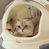 Nokky 🐤🌻🤍 (@inokky) 's Twitter Profile Photo Nokky 🐤🌻🤍 (@inokky) 's Twitter Profile Photo