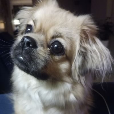 Leino4Pivi's profile picture. Äiti kolmelle, mummu kolmelle 💞 Sh, eläk. Intohimona kutominen ja virkkaaminen & kirpputorit. Tiibetinspanielitytön iloinen palvelija 😅