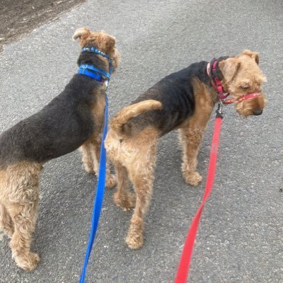 Stanley CBE and Bumble both 5 and both from rescue, now living the dream together in Derbyshire, loving each other and our Humans )))