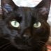 Steve Coulter (@coult68176) Twitter profile photo