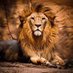 LION OF JUDA (@filmes_03) Twitter profile photo LION OF JUDA (@filmes_03) Twitter profile photo