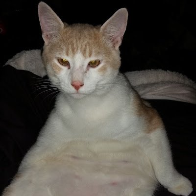 crafdeecrafts's profile picture. 