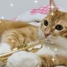soybean0420's profile picture. トランペット吹き🎺時々ホルン吹き📯/オケ・吹奏楽・アンサンブルで活動中/猫大好き🐱/仙台フィル 定期会員&サポート会員/2019年6月、保護猫がやってきて念願の猫との生活がスタート。2022年9月、保護猫2匹目をお迎え。旦那さんと猫2匹(🐱きなこ・茶トラ♂・6歳 🎀あずき・キジトラ♀・3歳)と暮らしてます🐾