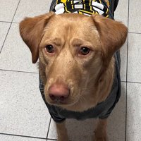 Finn the Dog(@finnthedog1269) 's Twitter Profile Photo