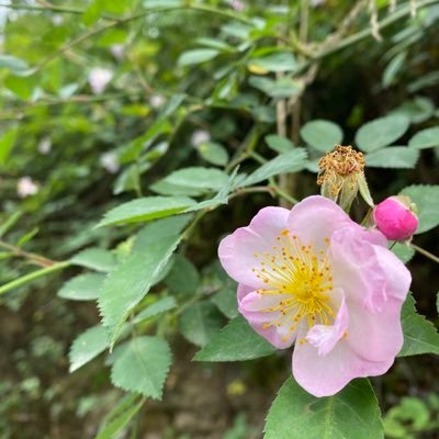 Liyazeng1985's profile picture. 尽其当然，听其自然，不感于偶然，接受其必然。