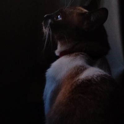 CarleGarrastazu's profile picture. Artista e Teatrista
Ciências Sociais 
Bilíngue

💚🤍🖤  🌳