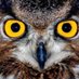 TÜRKİYE KUŞU (@turrkiyekusu) Twitter profile photo TÜRKİYE KUŞU (@turrkiyekusu) Twitter profile photo