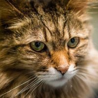 ์นดํ (@catamorphic) 's Twitter Profile Photo ์นดํ (@catamorphic) 's Twitter Profile Photo
