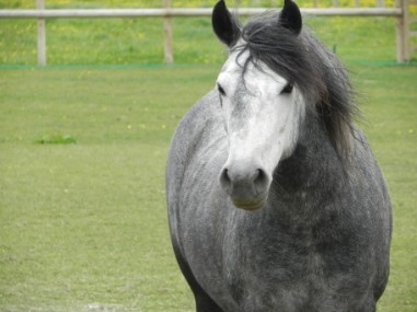 Suppliers of miscanthus horse bedding and hay