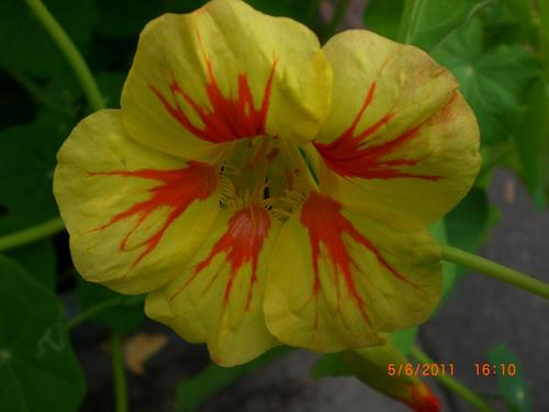 greenfingers44's profile picture. Supporter van NL schoon en zwerfvuilraper.
Spirituality, permaculture, gardening, livestreamer