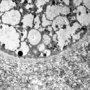Wang-LysoLab (@wanglysolab) 's Twitter Profile Photo Wang-LysoLab (@wanglysolab) 's Twitter Profile Photo