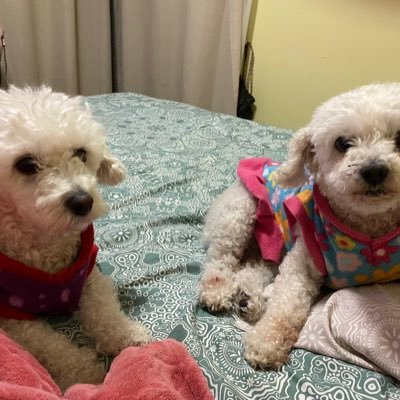 Marianafranc's profile picture. 😊✨💕😘 🇨🇱 fans de sck !!! fans de handemyy 🧡 y kerem 💚