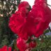Rosenrot (@ricardaricky01) Twitter profile photo Rosenrot (@ricardaricky01) Twitter profile photo