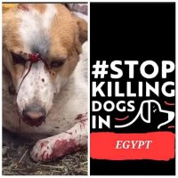 #StopPoisoningDogsEgypt #BoycottEgypt #strychnine(@leecardon5) 's Twitter Profileg