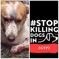 #StopPoisoningDogsEgypt #BoycottEgypt #strychnine (@leecardon5) 's Twitter Profile