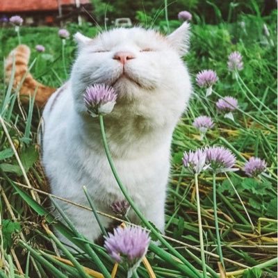 kutie10981's profile picture. 