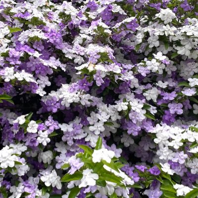 satomsnaman's profile picture. 