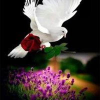 نورة إبراهيم 🌹🕊️🇸🇦(@norahalmuhisin) 's Twitter Profile Photo