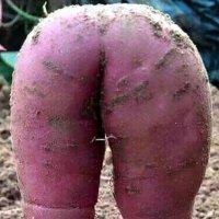OnlySpuds (@onlyspuds4u) 's Twitter Profile Photo