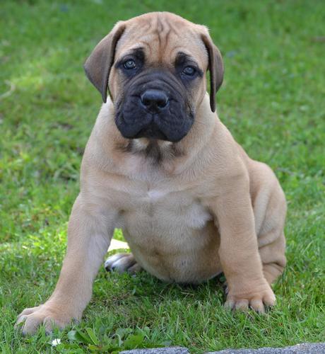 BoerboelGreece's profile picture. 