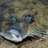 Linguado_Peixe's profile image