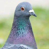 徳川ハト吉 (@hatohato800) 's Twitter Profile Photo 徳川ハト吉 (@hatohato800) 's Twitter Profile Photo
