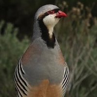 PNWBirdhunter 🦆 🐕 🇺🇸 (@fanaticlurker) 's Twitter Profile