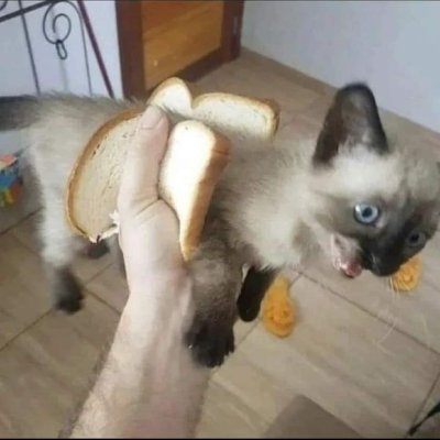 Cat_sandwisch's profile picture. 