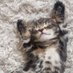 I love cats (@ilikecats5345) Twitter profile photo I love cats (@ilikecats5345) Twitter profile photo
