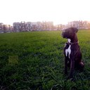 Devin Rhodes - @1DevRhodes - Twitter