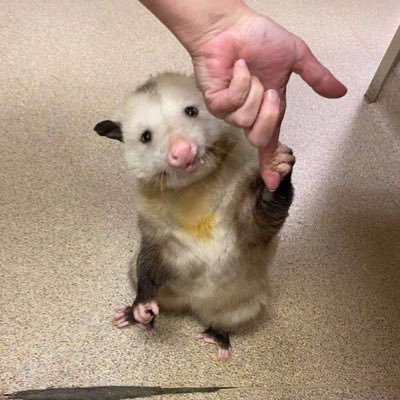 He/Him/Any, 24, anarchist, queer liberation, dude, metalhead, straightedge, TTRPG player, overly political, literally an opossum. minors DNI