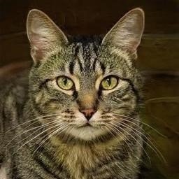 虐猫视频-电报联系-点我头像看联系方式 Profile