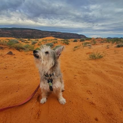 jenehces's profile picture. she/her | perpetual student