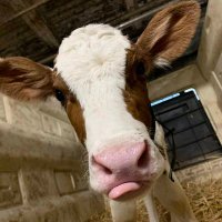 MIRU🐮💕(@AhkMiru) 's Twitter Profile Photo