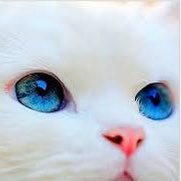 고양이(해린위주) 좋아함 . 기자아님 부자아님 여자아님 /// 후원 및 욕설계좌 722-2006-515 기업은행 아보카도