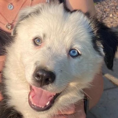 Hi I’m Tali the BC. I have one blue eye and one green eye! I was born near Llangollen. I love walks and I’m very friendly.