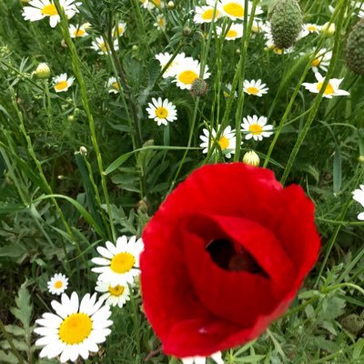 lkay28682972's profile picture. İlkay er