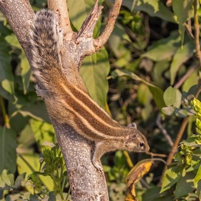 طالبة أحياء بيئية بكلية العلوم-جامعة السلطان قابوس 🌳 | أبحث في مشكلة سناجب النخيل الغازية في السلطنة 🐿️🇴🇲| @SQU_info