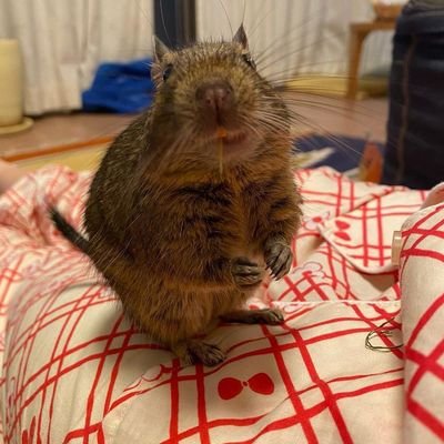 ラットを飼い始めました！動物さん、2週間くらい知らないうちに20kg増えてました。初めてなので勉強させてください！ちなみにTwitt初心者です。