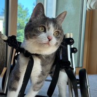 こんこ@小脳形成不全こじか (@arareyakoi) 's Twitter Profile Photo